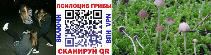 купить наркотик  Любань  Псилоцибиновые грибы Psilocybine cubensis 